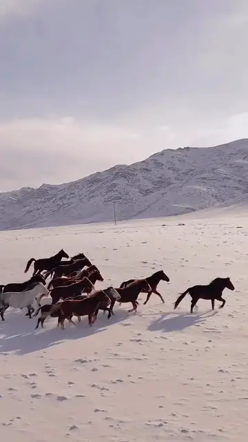 'Video thumbnail for HORSE ICE RUN'