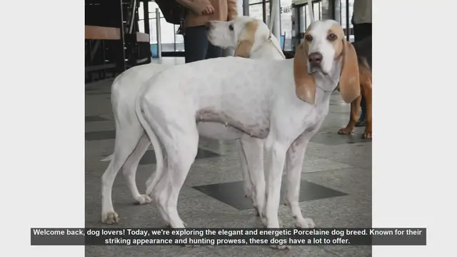 Video thumbnail for Porcelaine Dog Breed: Pros and Cons