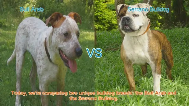 Video thumbnail for Bull Arab vs. Serrano Bulldog: A Comprehensive Comparison
