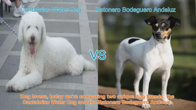 Video thumbnail for Comparing Cantabrian Water Dog and Ratonero Bodeguero Andaluz