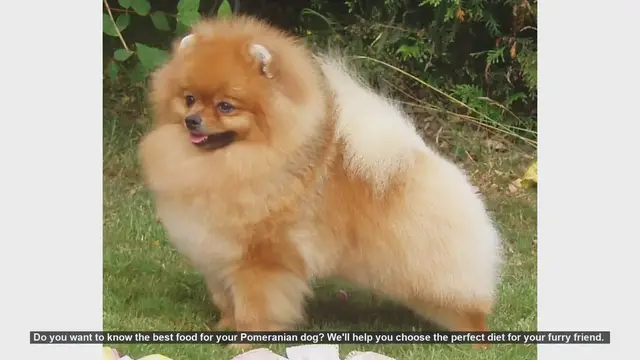 Video thumbnail for Best Food for Your Pomeranian: A Complete Guide