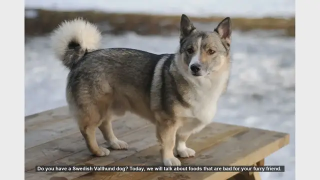 Video thumbnail for Dangerous Foods for Your Swedish Vallhund: What to Avoid