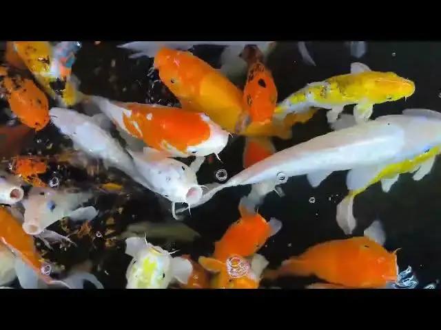 Video thumbnail for Koi Pond Water Quality: Managing Multi-Species Environments