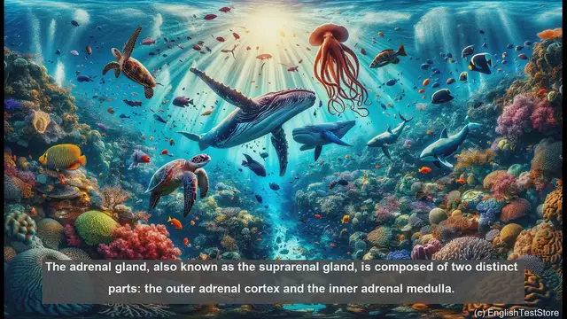 Video thumbnail for Adrenal gland in biology