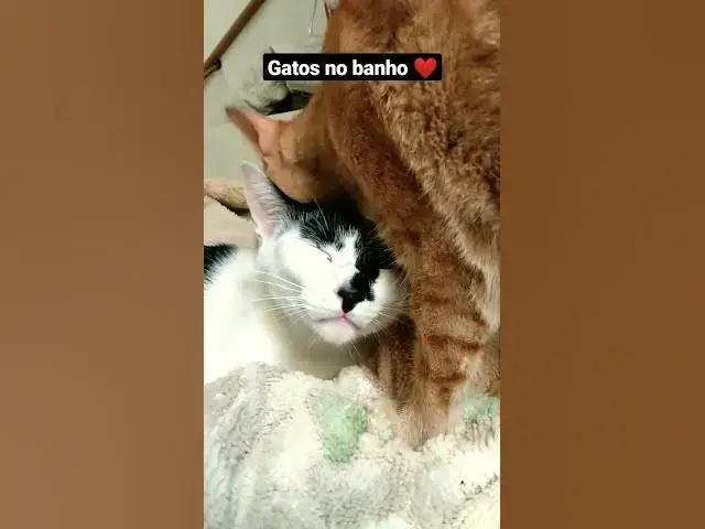 'Video thumbnail for Momento relax de Barry e Melzinha. #cats #gatos #shorts #funnycats #relaxing'