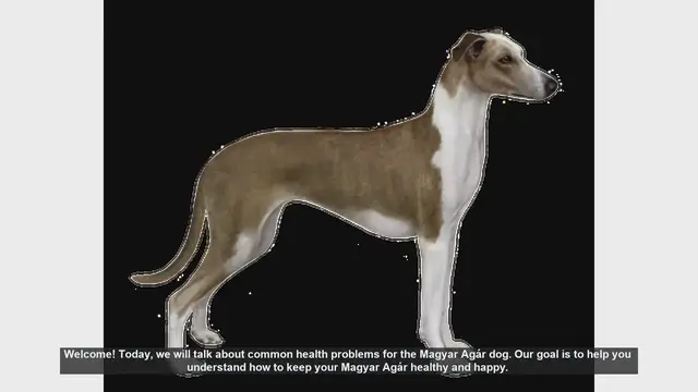 Video thumbnail for Common Health Problems in Magyar Agár Dogs and How to Prevent Them