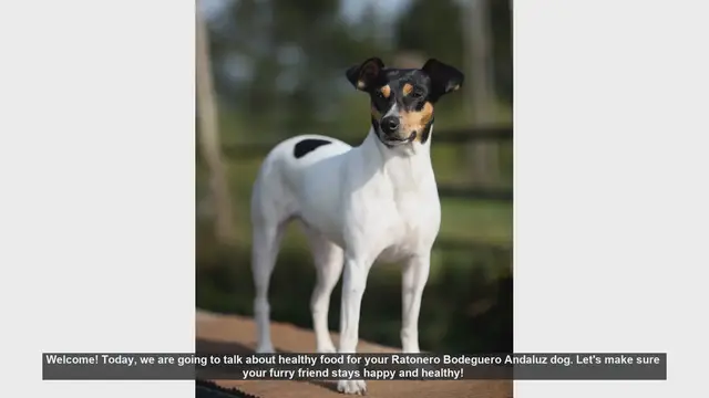 Video thumbnail for Healthy Food Tips for Your Ratonero Bodeguero Andaluz Dog
