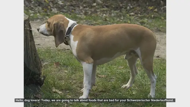 Video thumbnail for Dangerous Foods for Your Schweizerischer Niederlaufhund: Keep Your Dog Safe!