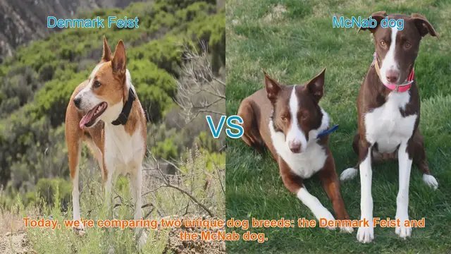 Video thumbnail for Denmark Feist vs. McNab Dog: A Breed Comparison
