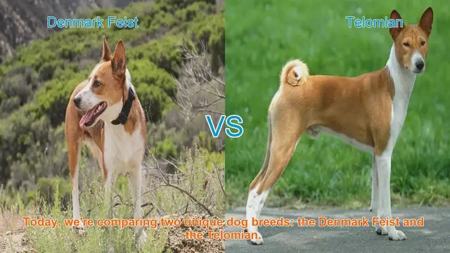 Video thumbnail for Dog Breed Comparison: Denmark Feist vs. Telomian