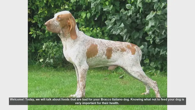 Video thumbnail for 10 Foods to Never Feed Your Bracco Italiano Dog
