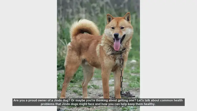 Video thumbnail for Common Health Issues in Jindo Dogs and How to Prevent Them