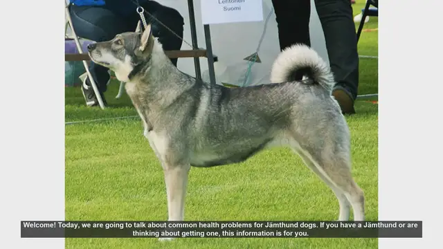 Video thumbnail for Common Health Problems in Jämthund Dogs: What You Need to Know
