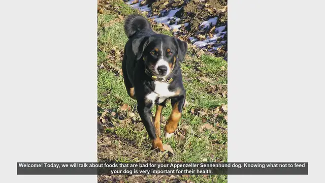 Video thumbnail for Dangerous Foods for Your Appenzeller Sennenhund: What to Avoid