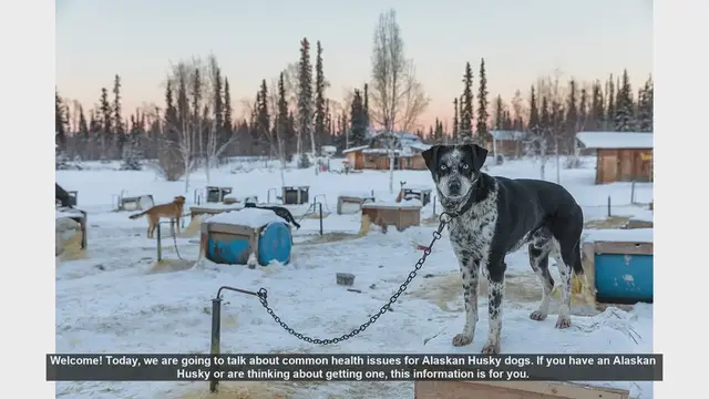 Video thumbnail for Common Health Issues in Alaskan Huskies: What You Need to Know