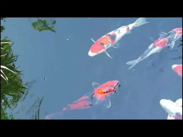 Video thumbnail for Koi Fish Health: The Importance of Water Chemistry