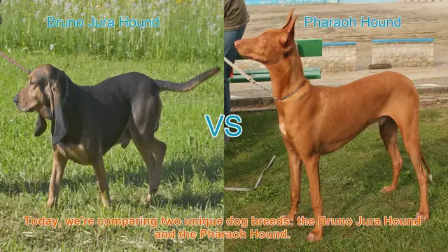Video thumbnail for Dog Breed Showdown: Bruno Jura Hound vs. Pharaoh Hound