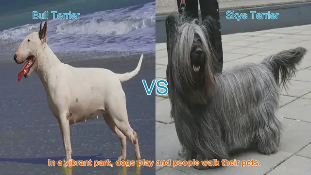 Video thumbnail for Comparing Bull Terrier and Skye Terrier: A Unique Breed Comparison