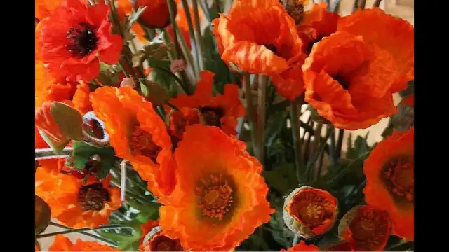 Video thumbnail for Im Mohndorf Armschlag im Waldviertel