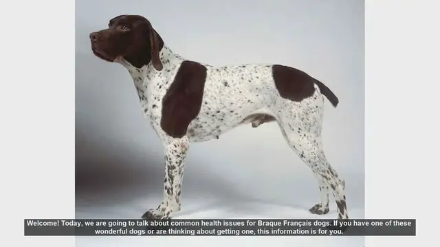 Video thumbnail for Common Health Issues in Braque Français Dogs: What You Need to Know