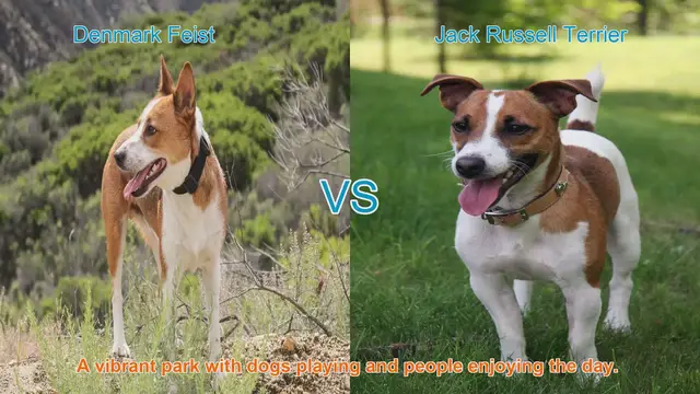 Video thumbnail for Denmark Feist vs. Jack Russell Terrier: A Comparison of Energetic Dog Breeds