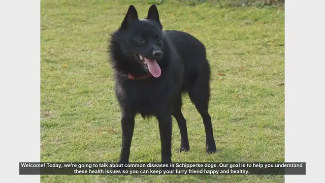 Video thumbnail for Common Health Issues in Schipperke Dogs: Prevention and Care