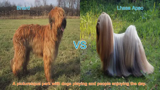 Video thumbnail for Briard vs. Lhasa Apso: A Comparison of Long-Haired Dog Breeds