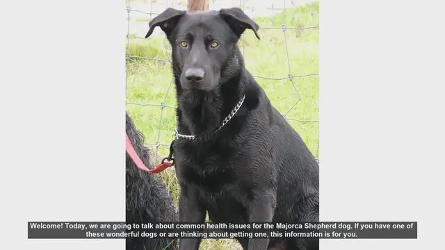 Video thumbnail for Common Health Issues in Majorca Shepherd Dogs: What You Need to Know
