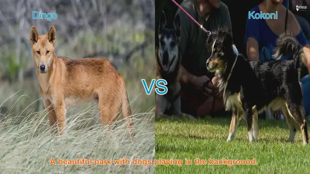 Video thumbnail for Dingo vs. Kokoni: A Comparative Guide to Unique Dog Breeds