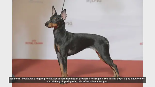Video thumbnail for Common Health Problems in English Toy Terriers: What You Need to Know