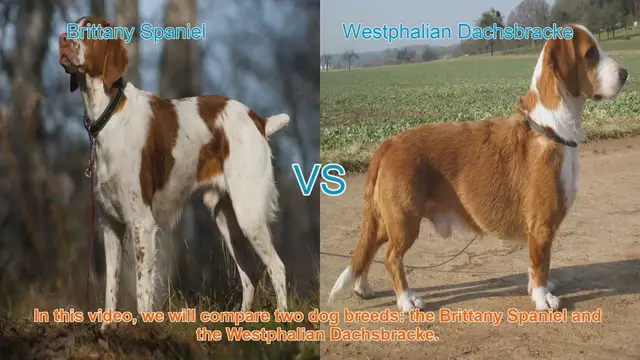 Video thumbnail for Brittany Spaniel vs. Westphalian Dachsbracke: A Comprehensive Comparison