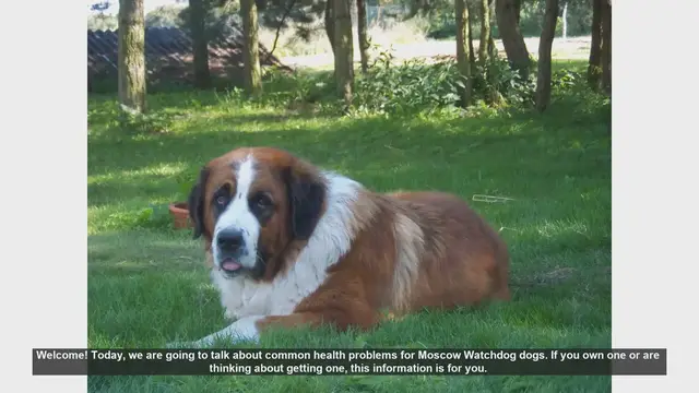 Video thumbnail for Common Health Problems in Moscow Watchdog Dogs