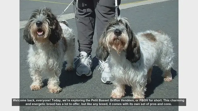 Video thumbnail for Pros and Cons of Owning a Petit Basset Griffon Vendéen (PBGV)