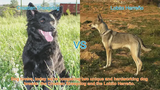 Video thumbnail for Croatian Sheepdog vs. Lobito Herreño: A Comparison of Two Hardworking Dog Breeds