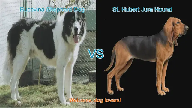 Video thumbnail for Bucovina Shepherd Dog vs. St. Hubert Jura Hound: A Breed Comparison