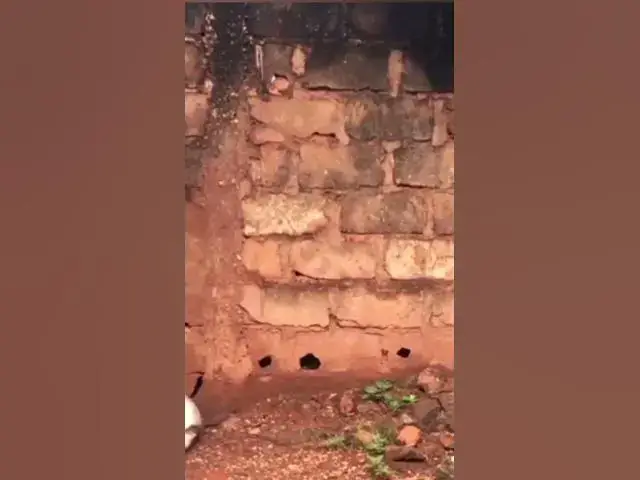 Video thumbnail for naloma ka Musso ko.