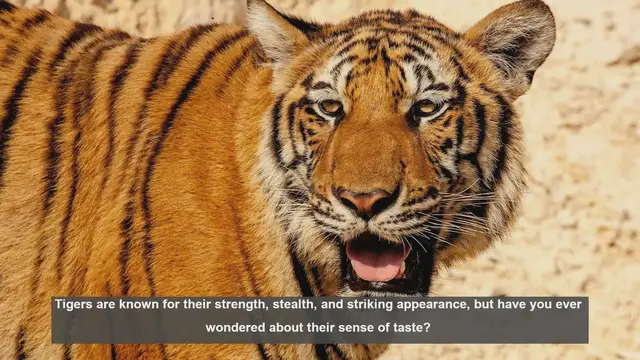 Video thumbnail for 10 Surprising Facts About a Tiger's Sense of Taste