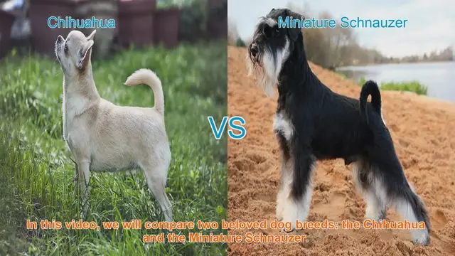 Video thumbnail for Chihuahua vs. Miniature Schnauzer: A Comparison of Two Popular Dog Breeds