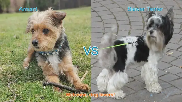 Video thumbnail for Armant vs. Biewer Terrier: A Comparison of Two Unique Dog Breeds