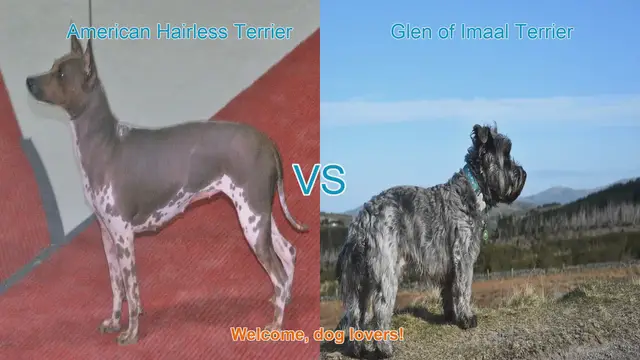 Video thumbnail for American Hairless Terrier vs. Glen of Imaal Terrier: A Breed Comparison