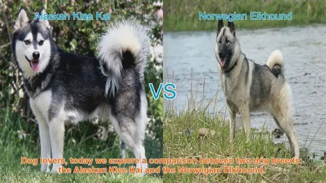 Video thumbnail for Alaskan Klee Kai VS Norwegian Elkhound