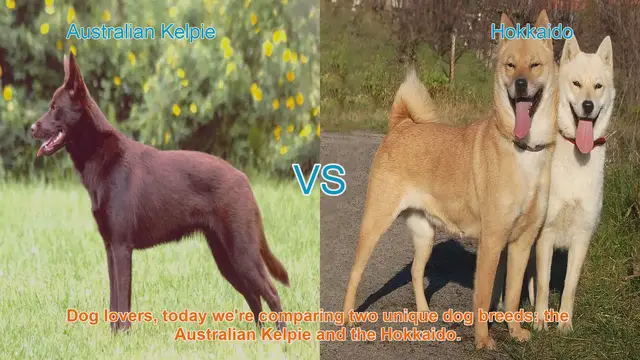 Video thumbnail for Australian Kelpie vs. Hokkaido: A Comparison of Two Unique Dog Breeds