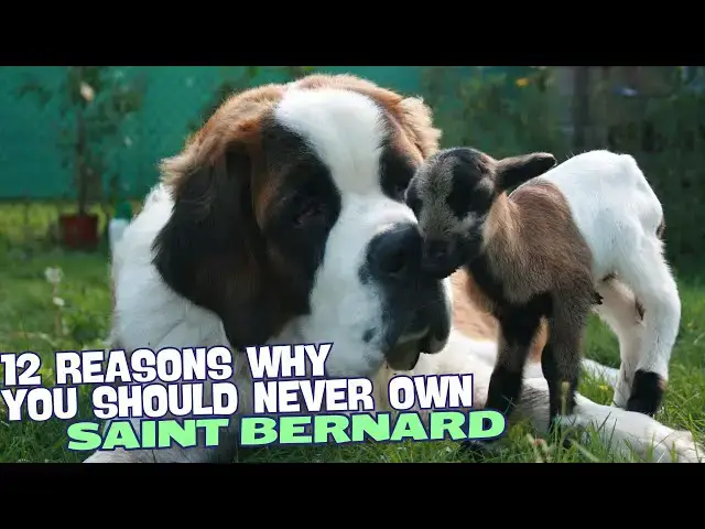Video thumbnail for 12 Reasons Why You Should Never Own a Saint Bernard 🐶