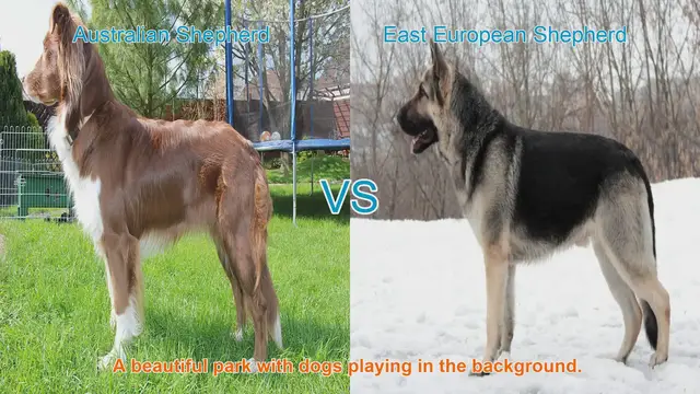 Video thumbnail for Australian Shepherd vs. East European Shepherd: A Breed Comparison
