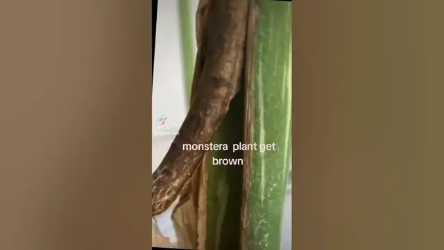 'Video thumbnail for monstera corking why my monstera get brown  in description'