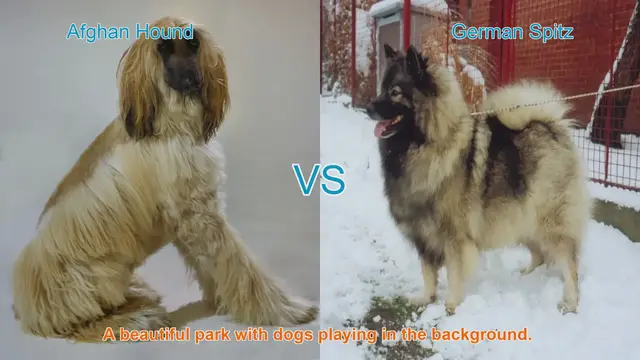 Video thumbnail for Comparing Afghan Hound and German Spitz: A Comprehensive Guide