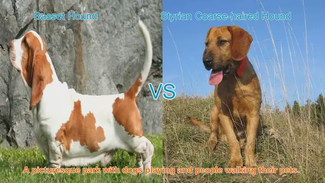 Video thumbnail for Basset Hound vs. Styrian Coarse-haired Hound: A Breed Comparison