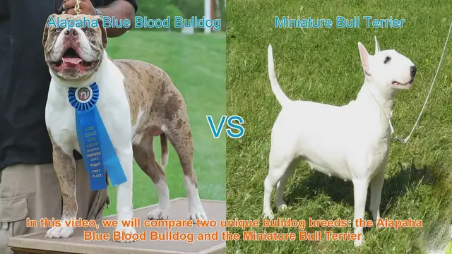 Video thumbnail for Alapaha Blue Blood Bulldog VS Miniature Bull Terrier