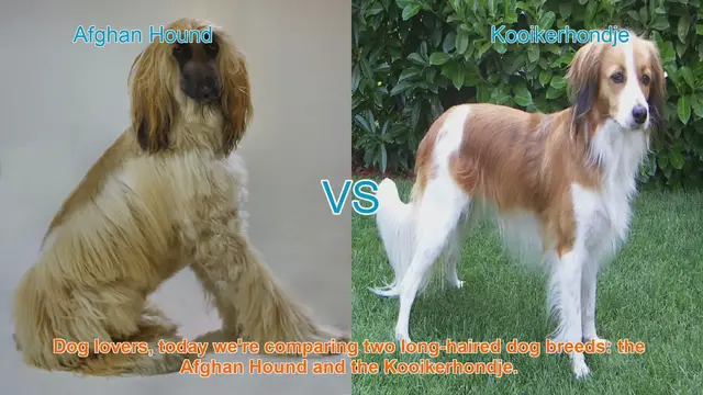 Video thumbnail for Afghan Hound vs. Kooikerhondje: A Comparison of Long-Haired Dog Breeds