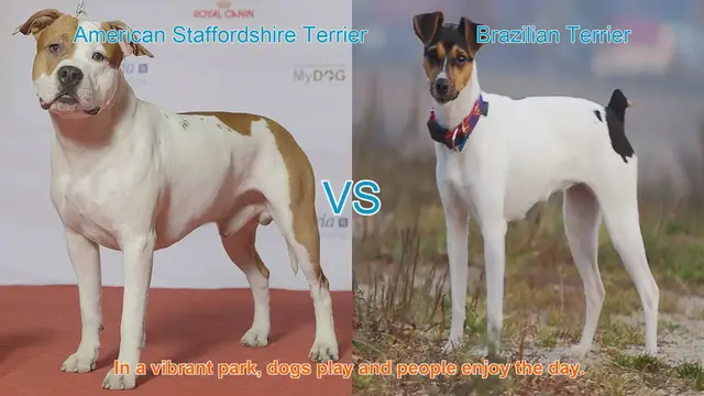Video thumbnail for American Staffordshire Terrier vs. Brazilian Terrier: A Breed Comparison